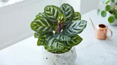 Calathea Makoyana: żywa mozaika, która się porusza. Poradnik pielęgnacji w domu