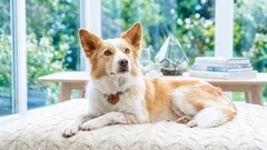 Legowisko dla psa czy koc: co lepiej sprawdzi się w domu i w podróży